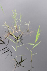 grass in water