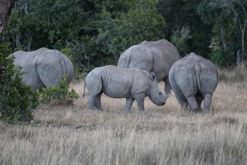 Breitmaulnashorn