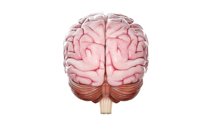 3d rendered medical illustration of a human brain