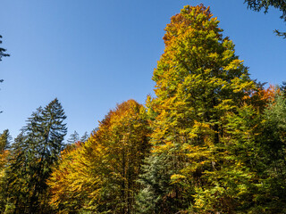 Naklejka premium bayerischer wald