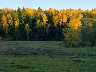 autumn in the forest