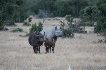 Obraz premium Spitzmaulnashorn und Wasserbüffel