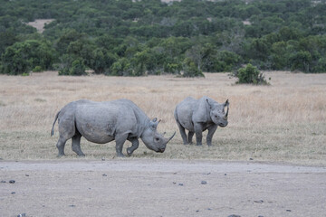 Fototapeta premium Spitzmaulnashorn