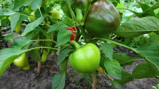 Bush of bell pepper with green fruits, gardening concept