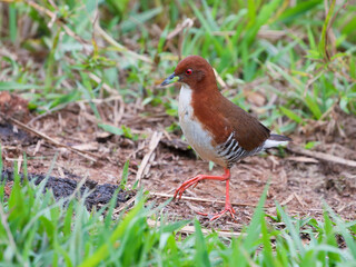 Sanã-vermelha  - Red-and-white Crake – Laterallus leucopyrrhus