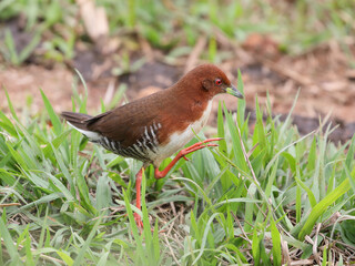Sanã-vermelha  - Red-and-white Crake – Laterallus leucopyrrhus