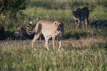 Obraz premium Gepard 