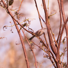 A small tan colored bird in the branch of a wilting tree. 