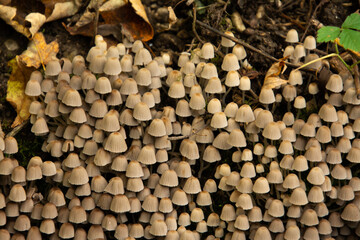 Ansammlung kleiner Pilze im Herbst