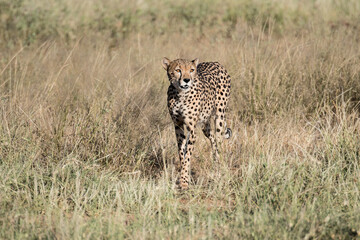Gepard 