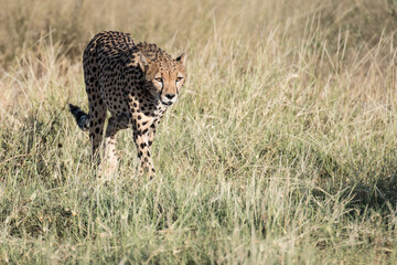 Gepard 