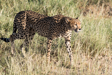 Gepard 