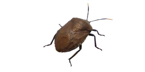 Pinterest
Green bug | Green bug | Stink bug, stink beetle, white background