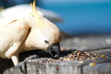 oiseau exotique coloré mange graines