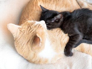 CHATONS MIGNONS