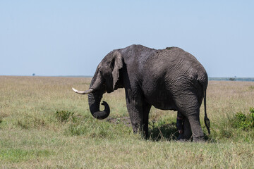 Fototapeta premium Afrikanischer Elefant