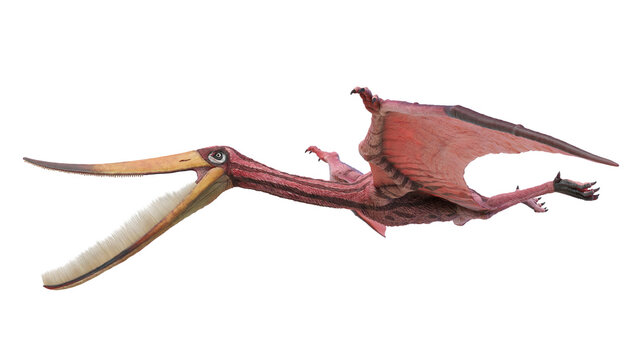 3d rendered dinosaur illustration of the Pterodaustro