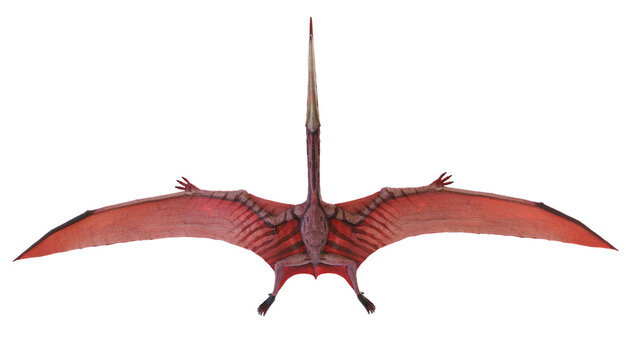 3d rendered dinosaur illustration of the Pterodaustro
