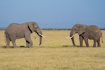 Afrikanischer Elefant