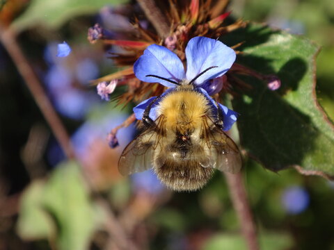 Bumble bee, common carder bee (Bombus pascuorum), feeding on a blue plumbago flower	

