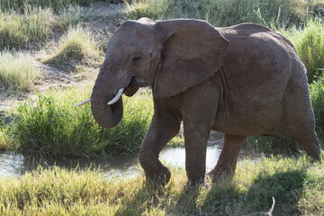 Fototapeta premium Afrikanischer Elefant