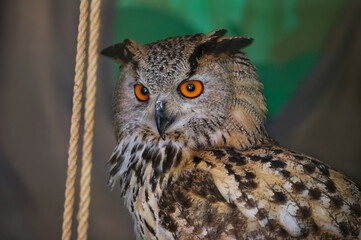 The common owl, bubo bubo, in the zoo enclosure looks away. Portrait. Close-up.