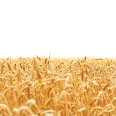 Field of yellow dry wheat in PNG isolated on transparent background