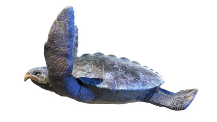 3d rendered dinosaur illustration of the Archelon © Sebastian Kaulitzki