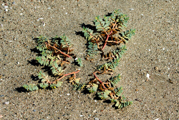 Cancer Weed (Euphorbia peplus) grown in dune habitat