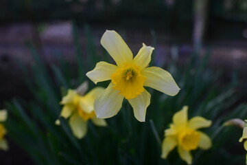 yellow daffodils in spring
