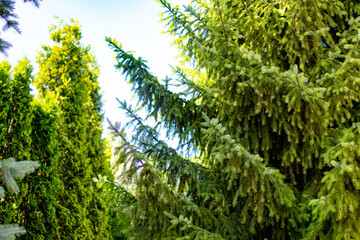 Green Spruce
