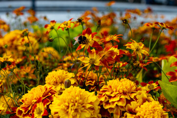 Bumblebee on flowers
