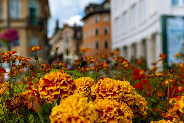 flowers in the city Zakopane