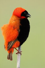 Male Southern Red Bishop in breeding plumage, Kruger National Park, South Africa 