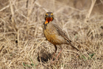 Cape Longclaw, Addo Elephant National Park, South Africa