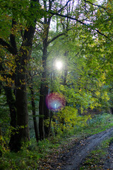 Sunshine in the Autumn Forest