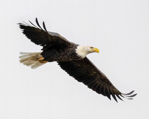 Fototapeta premium A Bald Eagle shows its impressive wingspan during a close fly by in Northwest Ontario, Canada.