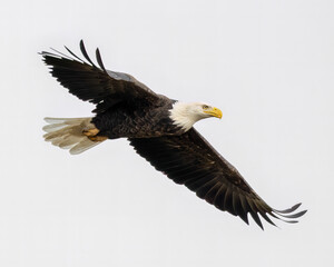 A Bald Eagle shows its impressive wingspan during a close fly by in Northwest Ontario, Canada.