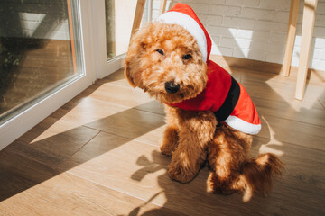 A small ginger poodle dog in a Santa suit sits on the floor on a sunny day. Christmas concept, front view