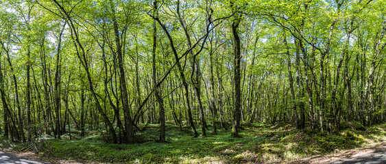 Sous bois de basse futaie