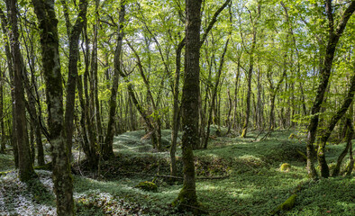 Fototapeta premium Sous bois de basse futaie