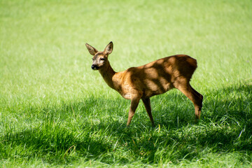 Reh beim Äsen in einem Stadtpark