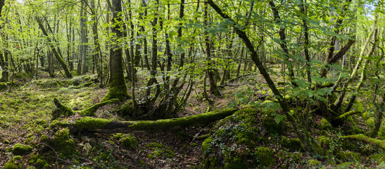Sous bois de basse futaie