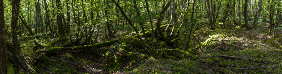 Sous bois de basse futaie