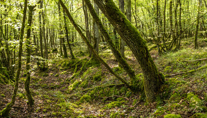 Obraz premium Sous bois de basse futaie