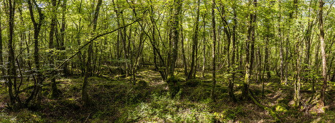 Sous bois de basse futaie