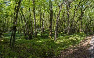Fototapeta premium Sous bois de basse futaie