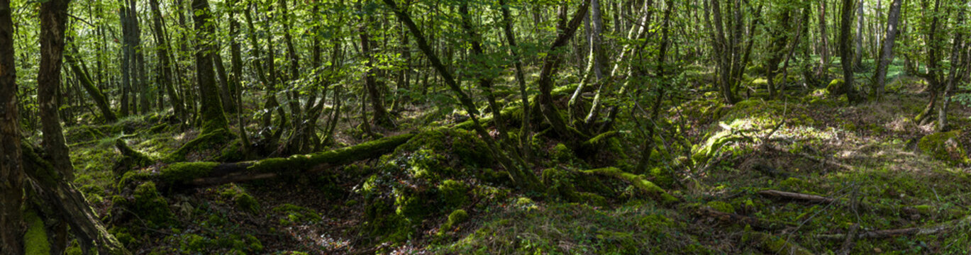 Sous bois de basse futaie