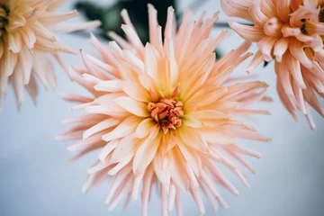 Deurstickers Pink, yellow and white fresh dahlia flower macro photo. Picture in color emphasizing the light different colours and yellow white highlights. Flower center in the in the middle of the square frame © Анна Молько