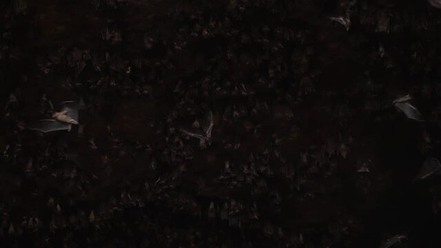 An amazingly beautiful shot inside a dark stone cave with bats hanging on stone arches and flying around waving their big wings. The House of bats in slow motion. film grain texture. pixel texture.